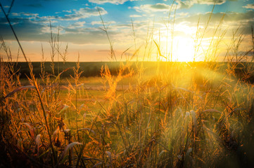 Sunset over the fields