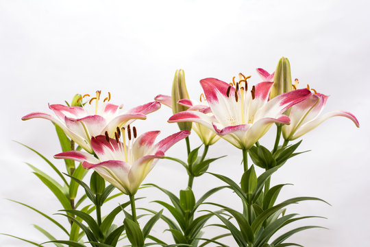 透百合images Browse 197 Stock Photos Vectors And Video Adobe Stock