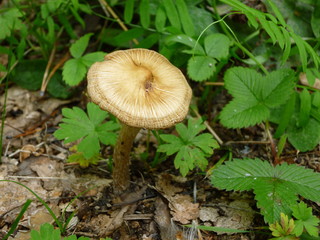 Boletus
