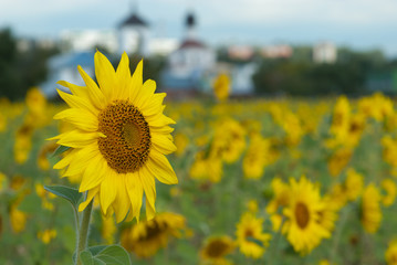 Landscape with sunflower and church