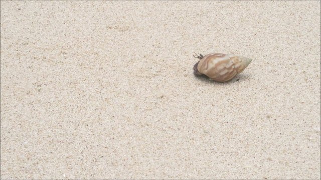 浜辺のヤドカリ