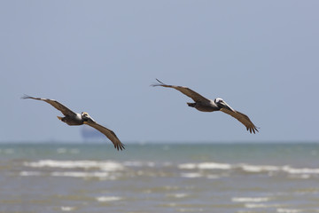 Fototapeta na wymiar Pair of Brown Pelicans (Pelecanus occidentalis) Soaring Over the Gulf of Mexico - Bolivar Peninsula, Texas