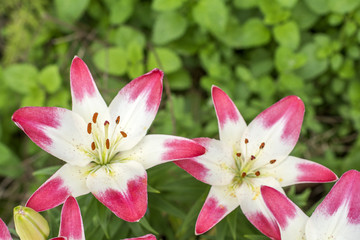 緑をバックに白と赤のツートンカラーのスカシユリの花