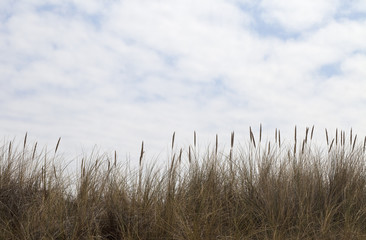 Fototapeta premium Dune Grass. Dune grass fringes the bottom of this image. The grass playfully waves up to a white cloudy summers day.