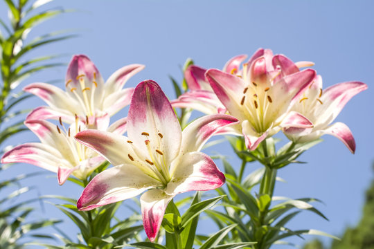 透百合images Browse 2 Stock Photos Vectors And Video Adobe Stock