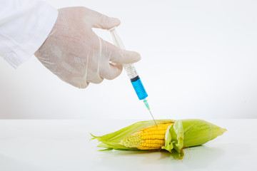 Scientist injecting chemicals into a corn. Close up on hand.