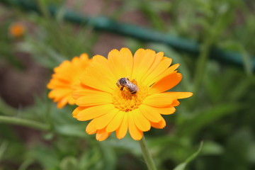 bee pollinates a yellow flower