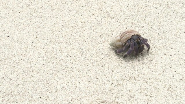 浜辺のヤドカリ