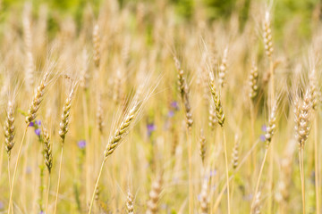 黄色く色づいたコムギの穂