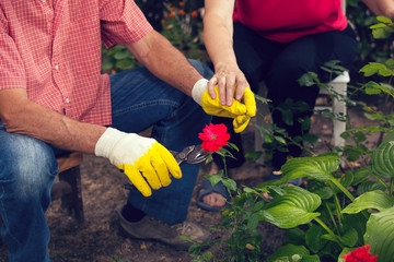 Fototapeta na wymiar Senior man and woman working in the garden, holding hands