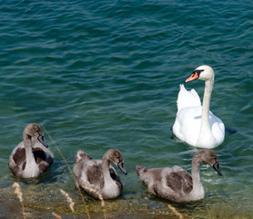 Schwanen-Familie :)