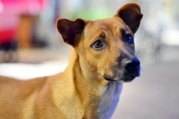 Nice hungry dog - looking for food/owner (Selective focus)