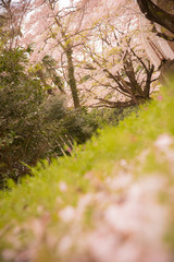 桜と国立天文台三鷹キャンパス