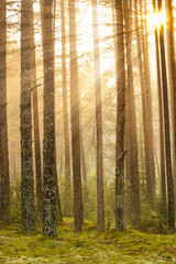 Sunrise in the forest