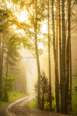Obraz premium Sunrise in the forest