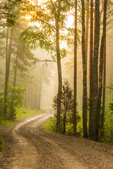 Obraz premium Sunrise in the forest