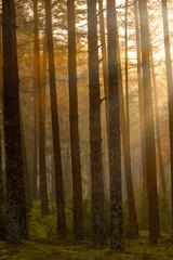 Sunrise in the forest