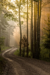 Fototapeta premium Sunrise in the forest