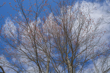 Beneath a Red Maple tree in full bloom in late April. 