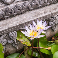 White and purple lotus in temple