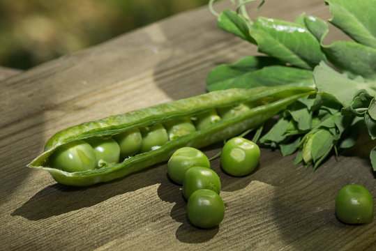 fresh green peas - pod and leaves