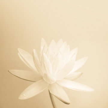 Fototapeta sweet color lotus in soft color and blur style on mulberry paper texture  
