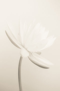 Fototapeta sweet color lotus in soft color and blur style on mulberry paper texture  