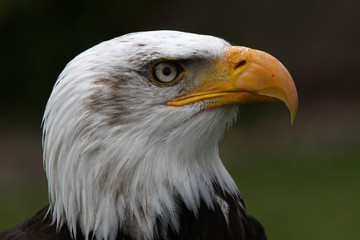 Weisskopfseeadler