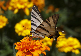 close up of Swallowtail butterfly sitting on marigold flower