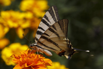 close up of Swallowtail butterfly sitting on marigold flower