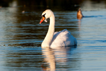  White swan