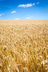 Gold wheat field and blue sky