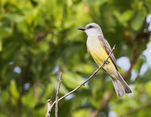 Tropical Kingbird on a Branch in the Yucatan, Mexico
