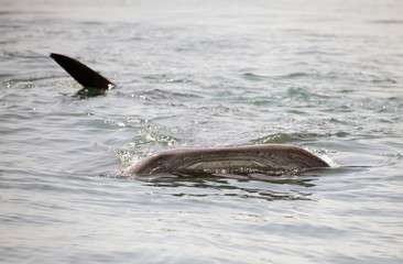 Obraz premium Whale Shark on the Surface in Mexico