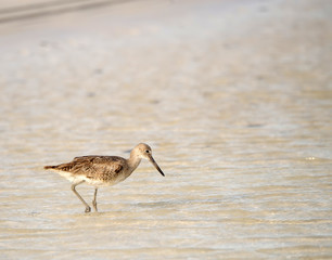 Willet on the Beach in Mexico