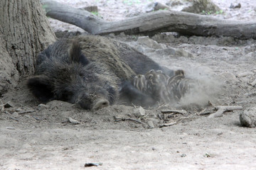 Bache mit Frischlingen