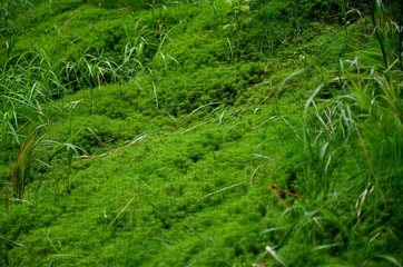 moss green background