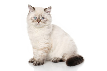 Fototapeta na wymiar Persian shorthair cat