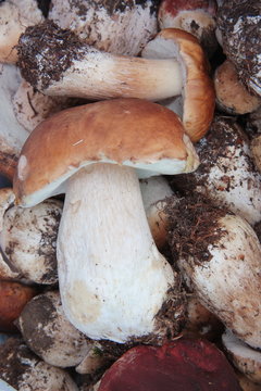 Fresh Porcini mushrooms 