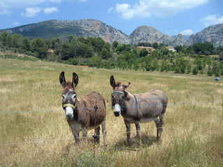 Fototapeta premium Esel in der Provence