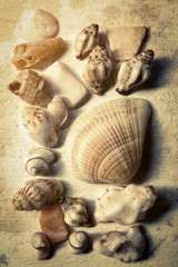shells with sand in vintage color style blur
