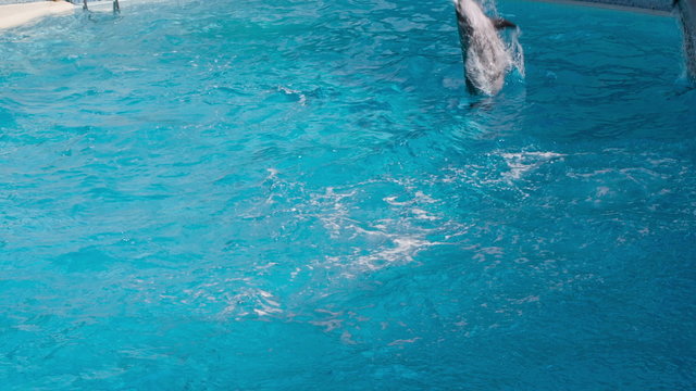 Dolphins Jumping in the Pool