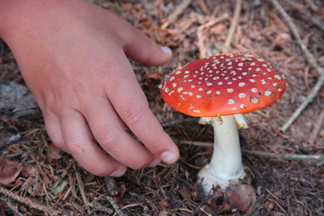 Hand is picking a toxic and not edible Amanita mushroom
