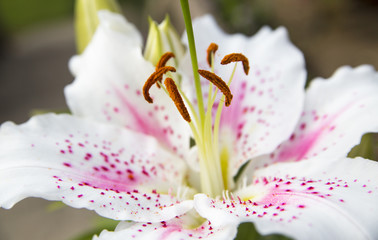 Photograph of an Oriental Lily