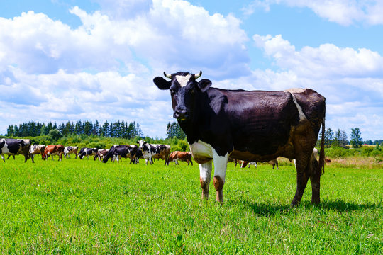 cow grazing in a field
