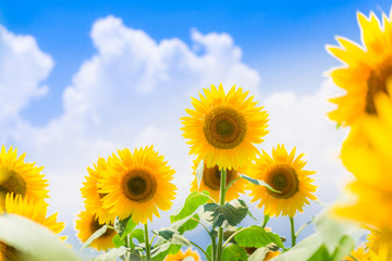 ひまわりと夏空