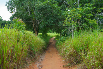 Rain Forest With A Dirt Road
