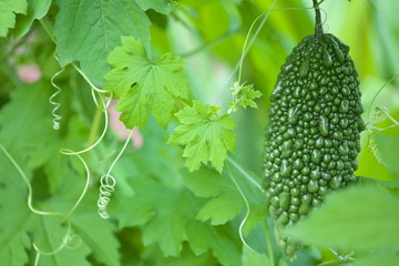 ゴーヤ/ニガウリ