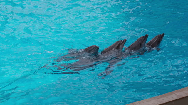 Dolphins Swim Each Other