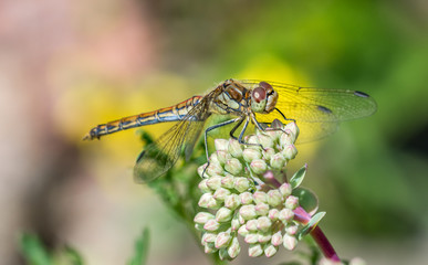 Dragonfly